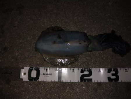 エギ王Kが大活躍